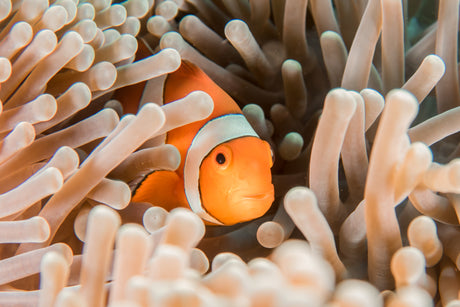 Why snorkeling is dangerous than scuba diving?